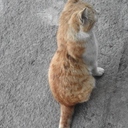 image-attachment