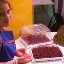На занятиях по основам ботаники Алина изучала, как можно выращивать полезную микрозелень, в которой содержится больше полезных веществ, чем в обычных овощах. В конце курса выросла микрозелень из семян свёклы.