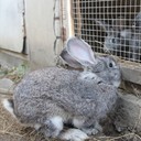Кролик готовит побег для своих друзей. Делает подкоп под дверью)))