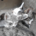 Котята заснули рядом с мамой.