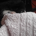 Мой котёнок по имени Шурик