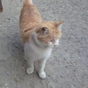 Мой кот по имени рыжик.